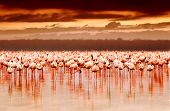 foto of nature  - African flamingos in the lake over beautiful sunset - JPG 