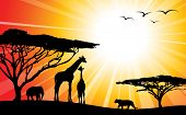 pic of animals  - Africa  - JPG 