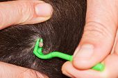 picture of dog  - Closeup of a full tick in the fur of a dog with human hands holding green pliers to remove it - JPG 