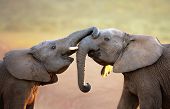 pic of animals  - Elephants touching each other gently  - JPG 