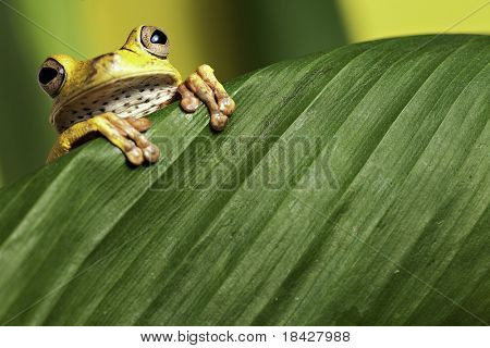 Picture or Photo of Tree frog looking over green leaf amphibians are nocturnal endangered animals need nature conservation background copy space tropical amazon Bolivia rain forest