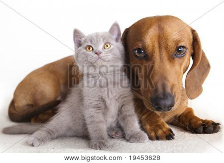 Picture or Photo of British kitten  and dog dachshund