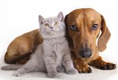 pic of dog  - British kitten  and dog dachshund - JPG 