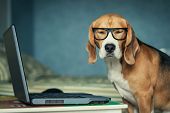 Sleepy beagle dog in funny glasses near laptop