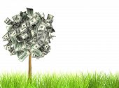 stock photo of monetary  - Money tree - JPG 