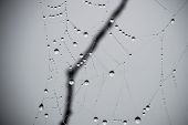 pic of glisten  - Dewdrops glistening on a spider - JPG 
