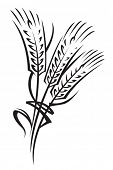 picture of yield  - monochrome illustration of ears of wheat - JPG 