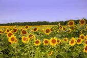 Sunflower Farm 2
