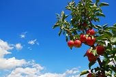 pic of blue sky  - Branch with red apples with blue sky - JPG 
