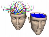 stock photo of intellect  - Cartoon of male and female brains - JPG 