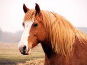 image of animals  - Palomino draught horse portrait at the pasture - JPG 