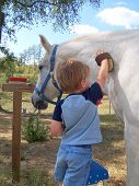image of quarter horse  - Little boy grooming a large gray quarter horse - JPG 