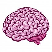 picture of illustration  - Brain - JPG 