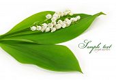 foto of valley  - lilies of the valley isolated on white background - JPG 