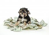 stock photo of money  - A cute little Morkie puppy sitting in a pile of money on a white background - JPG 