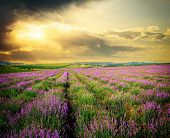pic of nature  - Meadow of lavender - JPG 