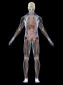 foto of anatomy  - 3d rendered anatomy illustration of a transparent human body - JPG 