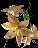 image of blue sky  - Flower against a black background in a studio - JPG 