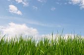 picture of blue sky  - green grass and blue sky - JPG 