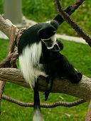 Black and White Colobus Monkey