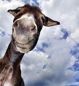 picture of laughing  - Comical looking donkey with many fun in his face - JPG 