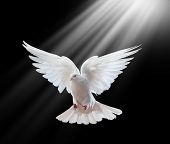 foto of religion  - A free flying white dove isolated on a black background - JPG 