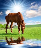 image of equine  - horse in the meadow - JPG 