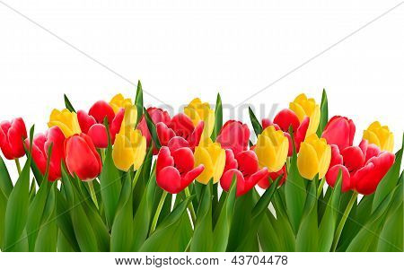Picture or Photo of Holiday background with colorful flowers. Vector illustration.