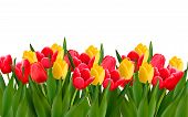 picture of holidays  - Holiday background with colorful flowers - JPG 