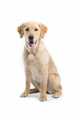 picture of dog  - labrador retriever dog isolated on a white background - JPG 
