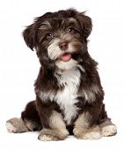 foto of dog  - A beautiful smiling dark chocolate havanese puppy dog is sitting isolated on white background - JPG 