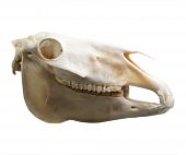 foto of equus caballus  - Skull of domestic horse on a white background  - JPG 