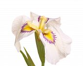 picture of iris  - Single flower and leaves of a white purple and yellow pseudata or eyelash iris flower isolated against a white background - JPG 