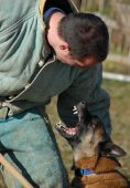 pic of bites  - aggressive belgian shepherd malinois in a training of attack
 - JPG 