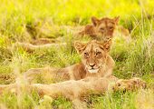 picture of animals  - Photo of an African lion cubs  - JPG 