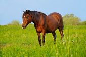 stock photo of horse  - A horse standing in a field of grass - JPG 