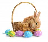 stock photo of animals  - Fluffy foxy rabbit in basket with Easter eggs isolated on white - JPG 