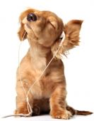 stock photo of pals  - Young puppy listening to music on a head set - JPG 