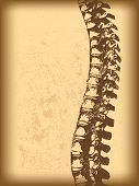 pic of cord  - vector illustration of a spinal cord grunge background - JPG 