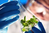 stock photo of science  - Scientist holding and examining samples with plants - JPG 