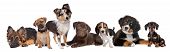 stock photo of group  - large group of puppies on a white background - JPG 