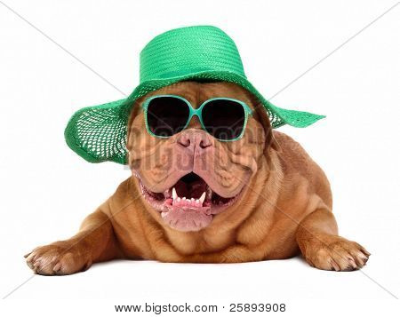 Picture or Photo of Dog wearing green straw hat and sun glasses, isolated