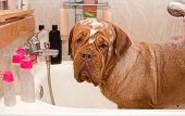 pic of dog  - Cleaning the Dog of Dogue De Bordeax Breed in bath - JPG 