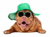 image of dog  - Dog wearing green straw hat and sun glasses - JPG 