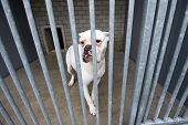 stock photo of animals  - Homeless dog behind bars in an animal shelter - JPG 