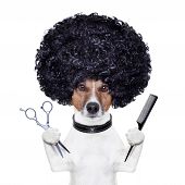 pic of animals  - hairdresser dog with a scissors and  comb - JPG 