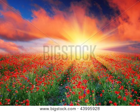 Picture or Photo of Sunset over a field of red poppies