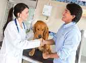 stock photo of handshake  - Man with his dog giving handshake to a doctor at the vet - JPG 
