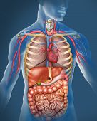 picture of illustration  - reprecentada illustration of a figure with a blue shifted with the anatomy of the human body - JPG 