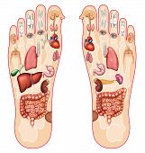 pic of organ  - illustration of the soles of the feet indicating the points of every organ of the human body - JPG 